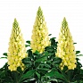 Люпин многолистный (Lupinus polyphyllus)
