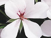 Пеларгония плющелистная