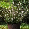 Гаура Линдхеймера (Gaura lindheimeri)