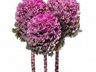 Декоративная капуста (First Lady F1)