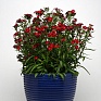 Гвоздика турецкая (Dianthus barbatus)
