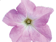 Петуния крупноцветковая (генетически компактная)