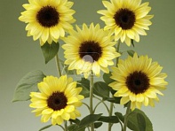 Подсолнечник летний (Sunrich Summer F1)