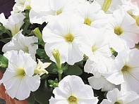 Петуния многоцветковая (Primetime F1)