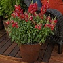 Львиный зев (Антирринум) большой (Antirrhinum majus)