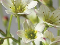 Камнеломка Арендса (Highlander)