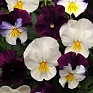 Виола виттрока ампельная (Viola wittrockiana)