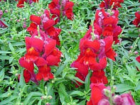 Львиный зев (Антирринум) большой (Snappy F1)