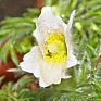 Прострел обыкновенный (Pulsatilla vulgaris)