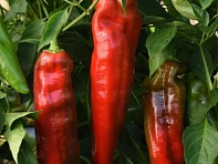 Перец летний (PeppiGrande)