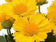 Гайлардия остистая крупноцветковая (Mesa F1) Гайлардия остистая крупноцветковая (Mesa F1)