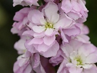 Левкой седой (Column)