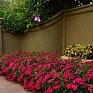Гвоздика турецкая (Dianthus barbatus)