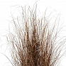 Осока Буханана (Carex buchananii)