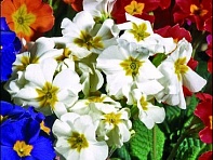 Примула полиантовая (многоцветковая) (Garden Beauty F1)