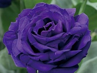 Лизиантус (Эустома) крупноцветковый (Arena F1)