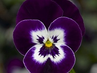 Виола рогатая (Deltini F1) Виола рогатая (Deltini F1)