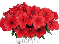 Петуния ампельная гибридная (Capri F1)