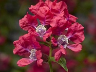 Куфея Ллавея (Sriracha F1)