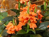 Кроссандра воронковидная (Tropic)