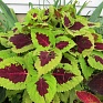 Колеус гибридный (Coleus х hybrida)