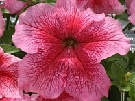 Петуния крупноцветковая (Prism F1)