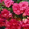 Бегония клубневая махровая ампельная (Begonia tuberhybrida)