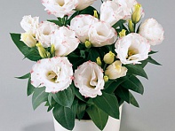 Лизиантус (Эустома) крупноцветковый (Rosie F1)