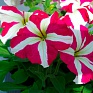 Петуния крупноцветковая (Petunia grandiflora)