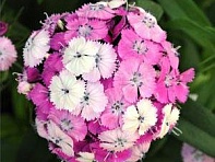 Гвоздика турецкая (Dash F1)