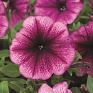 Петуния многоцветковая (Petunia multiflora)