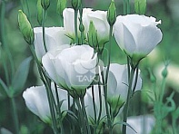 Лизиантус (Эустома) крупноцветковый (Vulcan F1)