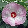 Гибискус мускусный (Hibiscus moscheutos)