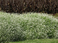 Молочай злаковидный