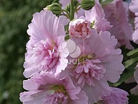 Мальва (Штокроза) розовая (Spring Celebrities)