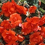 Бегония клубневая махровая ампельная (Begonia tuberhybrida)