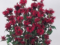 Монарда двойчатая (Panorama)