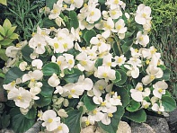 Бегония вечноцветущая (зеленая листва) (Super Olympia F1)
