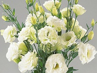 Лизиантус (Эустома) крупноцветковый (Super Magic F1)