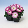Петуния многоцветковая (Petunia multiflora)