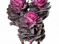 Декоративная капуста (Elegance F1)