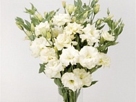 Лизиантус (Эустома) крупноцветковый (ABC F1)