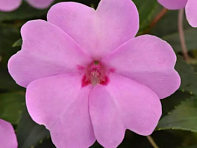 Бальзамин гибридный межвидовой (Solarscape XL F1) Бальзамин гибридный межвидовой (Solarscape XL F1)