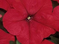 Петуния крупноцветковая (Dreams F1)