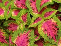 Колеус гибридный (Premium Sun)