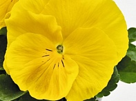 Виола виттрока