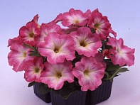 Петуния многоцветковая (Lambada F1)