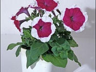 Петуния мелкоцветковая (Bella F1)