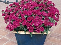 Гвоздика турецкая (Dynasty F1)