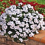 Катарантус розовый ампельный (Vinca rosea)